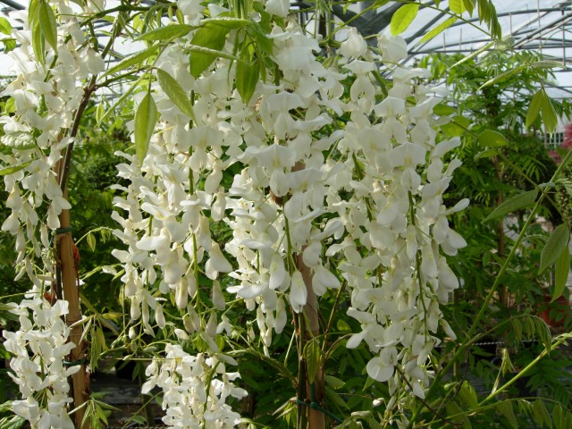 Wisteria sinensis 'Jako'